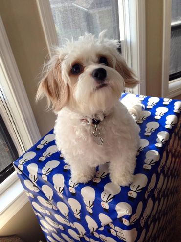 Blenheim Cavapoo, adult blenheim cavapoo