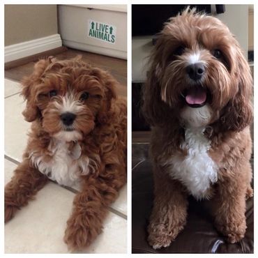 Red cavapoo with white, ruby cavapoo
