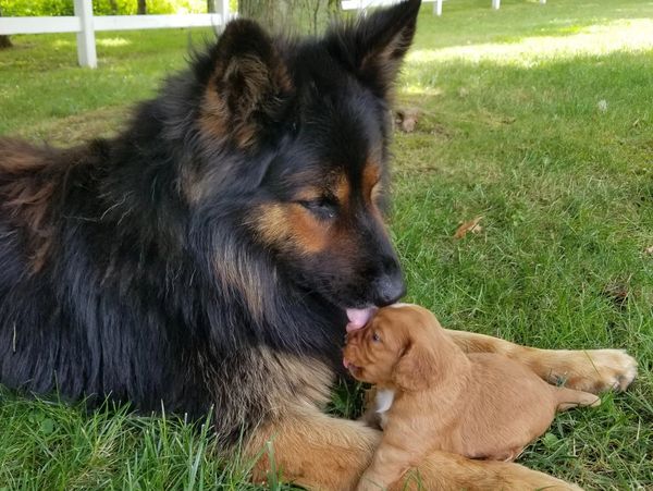 Nico, the family German Shepard, doting on a young pup.