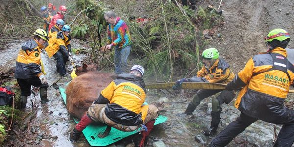 Rescue team freeing a trapped bear in the wilderness.