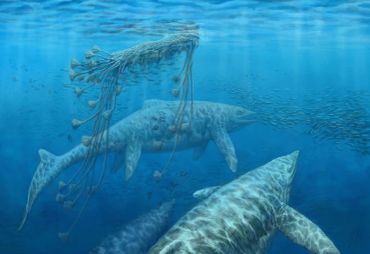 Group of Shastasaurus swimming among sea kelp.