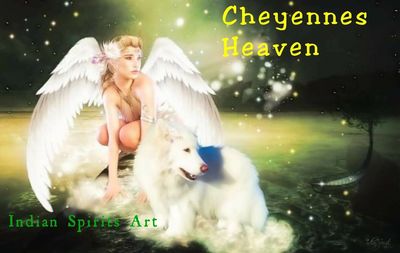 Cheyenne, first rescue dog for Samoyed Rescue of Texas.