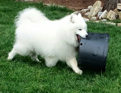Samoyed Rescue of Texas is a volunteer non-profit organization.