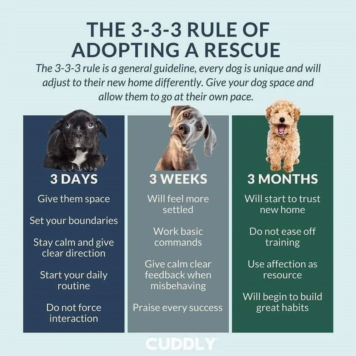 3-3-3 rule of dog adoption