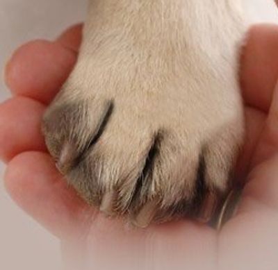 rescue angels - author unknown