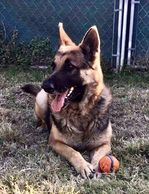 Oscar at the shelter playing ball in the play area.
