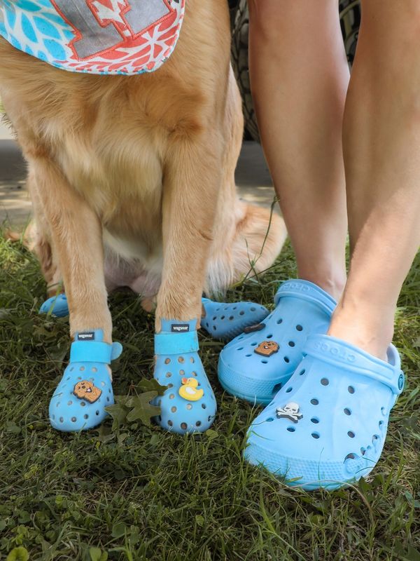 Golden retriever dog wearing bandana and blue croc shoes matching owners crocs  Jibitz charms duck