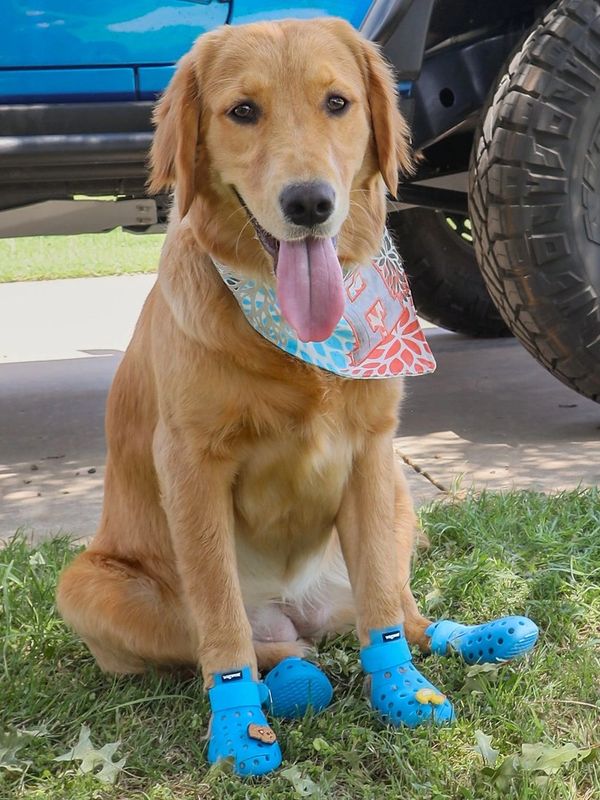 Golden retriever wearing blue croc looking shoes Jibitz charms & Bandana