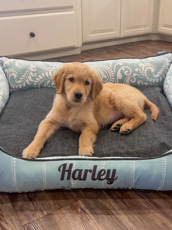 Golden retriever puppy in custom pet bed embroidery fabric color font cat dog washable waterproof