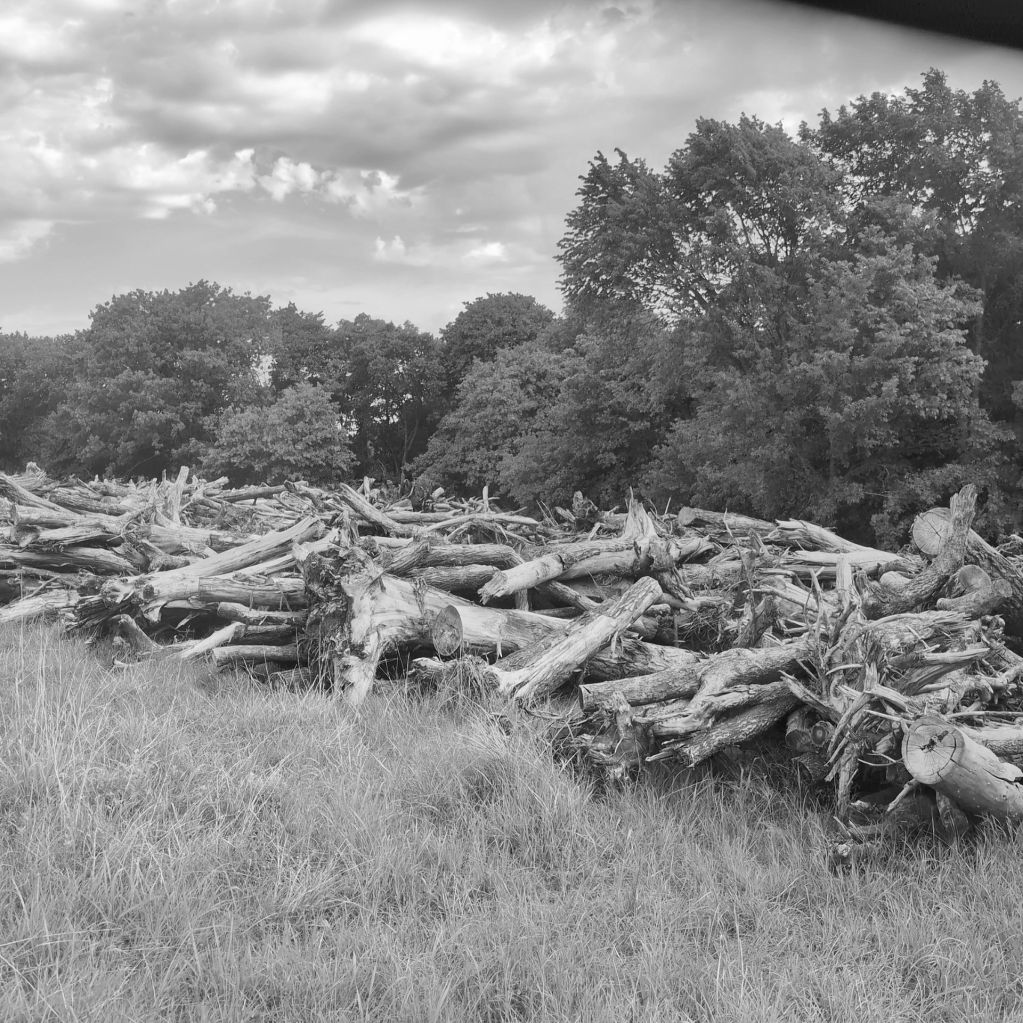 Large pile of cut tree logs in a grassy field with forest background.