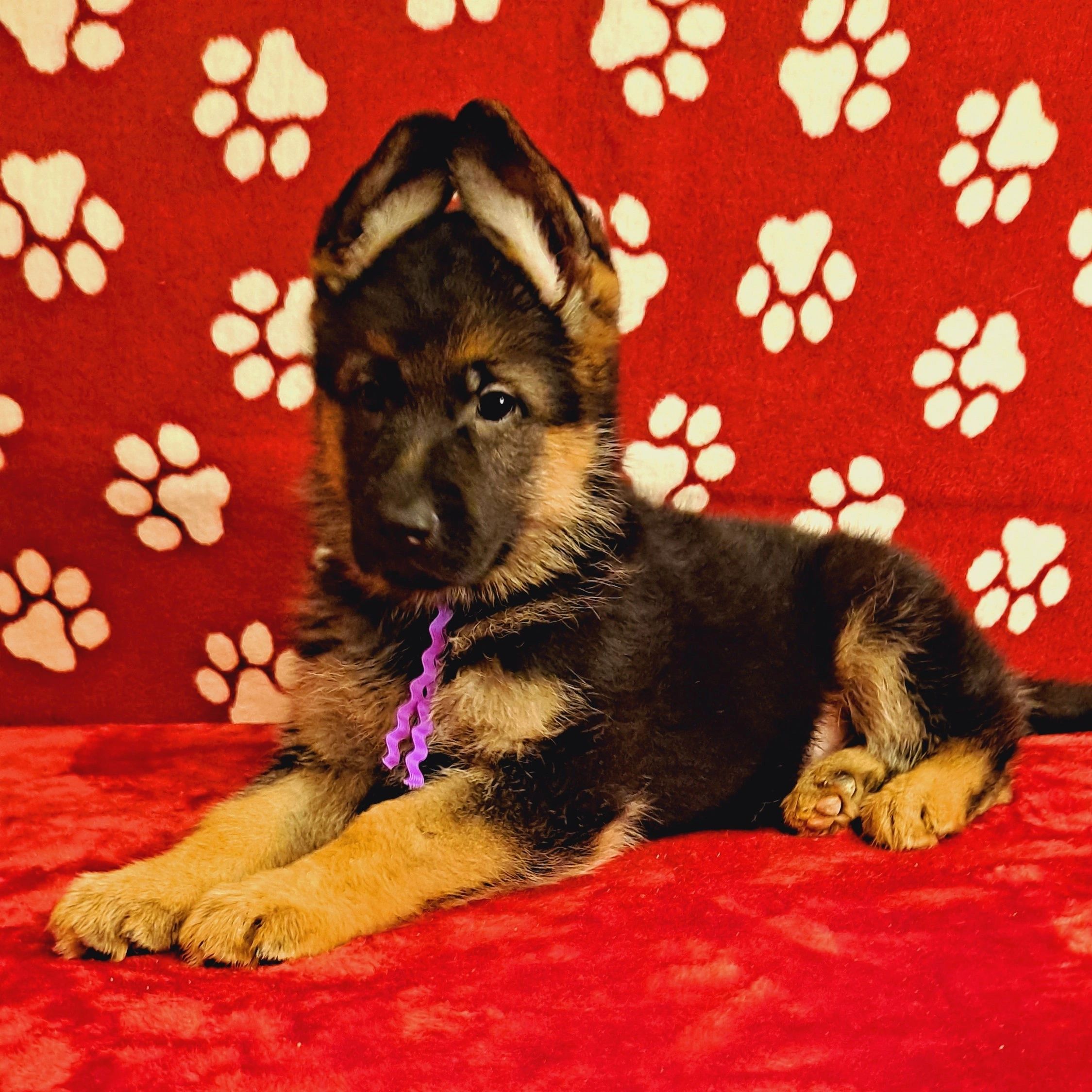 German shepherd,German shepherd Ohio,German shepherd puppy,german shepherd puppies VOM BUFLOD, AKC