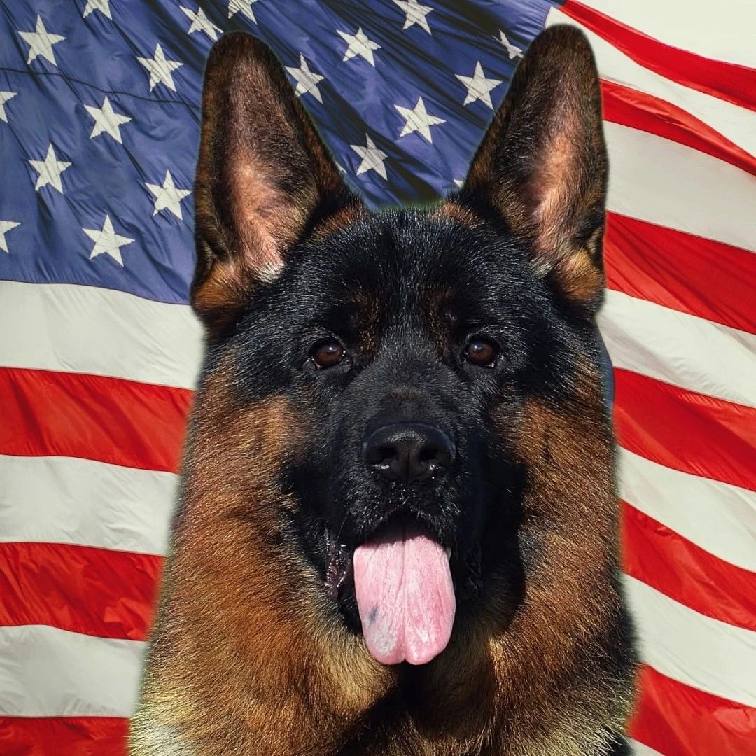 vom yoderheim german shepherds,FLEISCHERHEIM, MITTLEWEST, KOLENDA, OHIO GSD, GERMAN SHEPHERD PUPPY