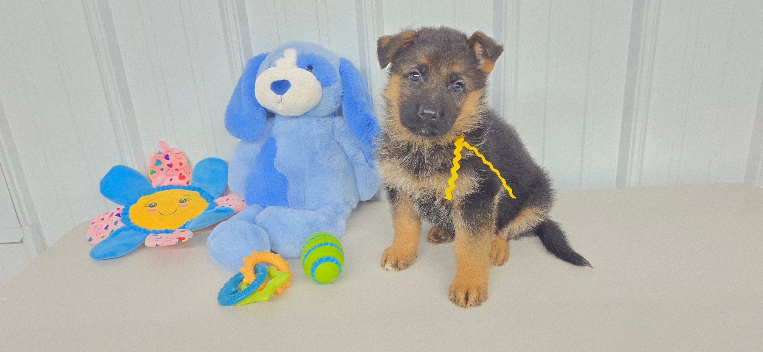 German shepherd, German shepherd Ohio, German shepherd puppy,german shepherd puppies ,VOM BUFLOD,AKC