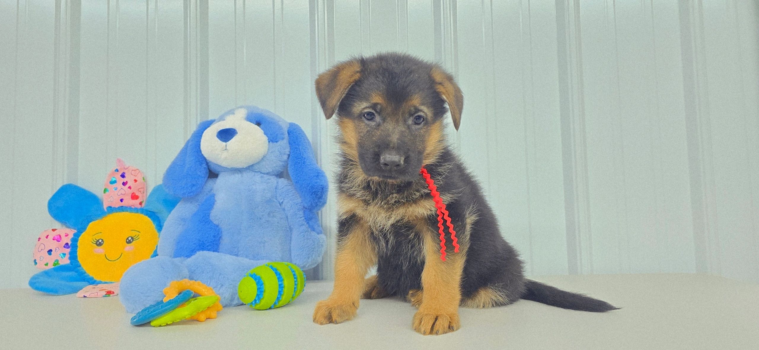 German shepherd, German shepherd Ohio, German shepherd puppy,german shepherd puppies ,VOM BUFLOD,AKC