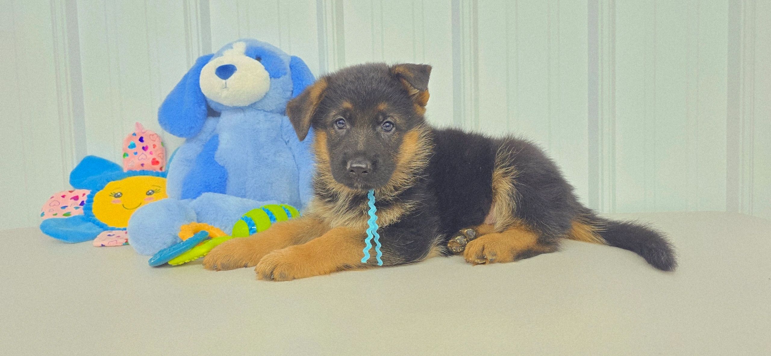 German shepherd, German shepherd Ohio, German shepherd puppy,german shepherd puppies ,VOM BUFLOD,AKC