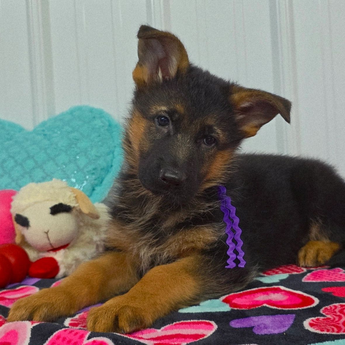 German shepherd, German shepherd Ohio, German shepherd puppy,german shepherd puppies ,VOM BUFLOD,AKC