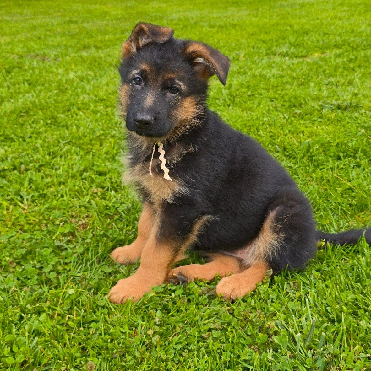 German shepherd, German shepherd Ohio, German shepherd puppy,german shepherd puppies ,VOM BUFLOD,AKC