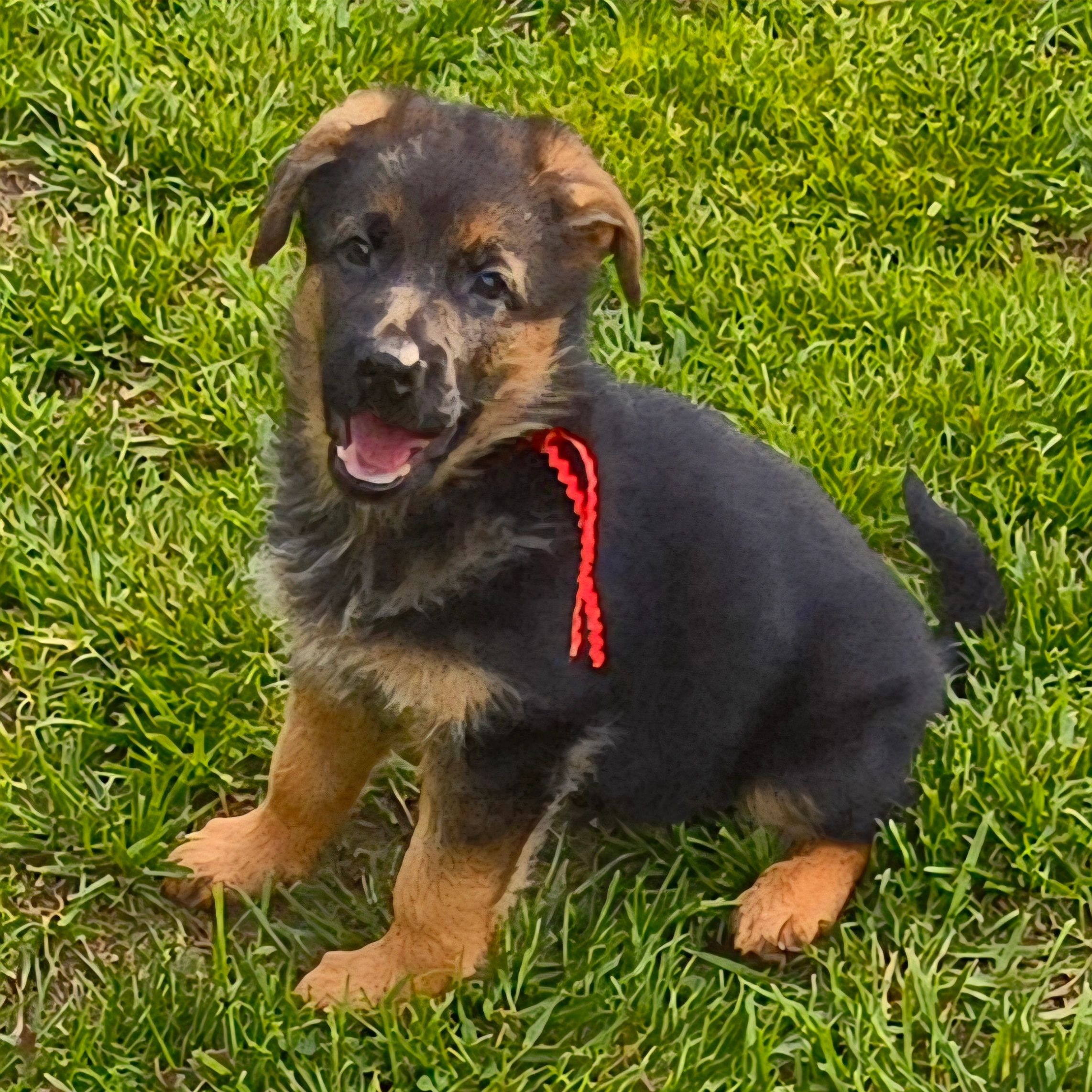 German shepherd, German shepherd Ohio, German shepherd puppy,german shepherd puppies ,VOM BUFLOD,AKC