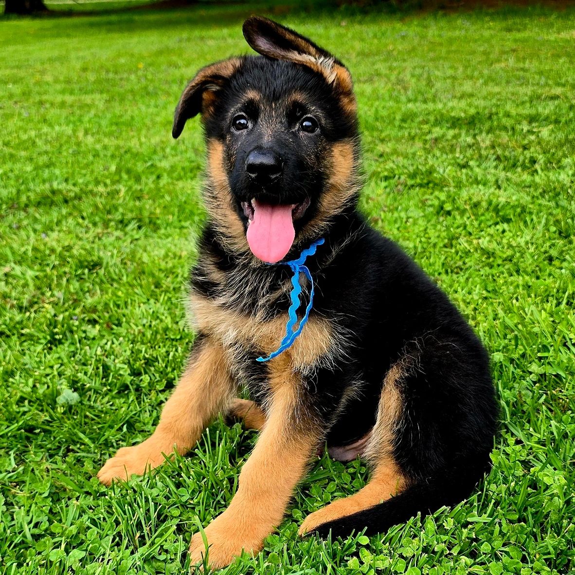German shepherd, German shepherd Ohio, German shepherd puppy,german shepherd puppies ,VOM BUFLOD,AKC