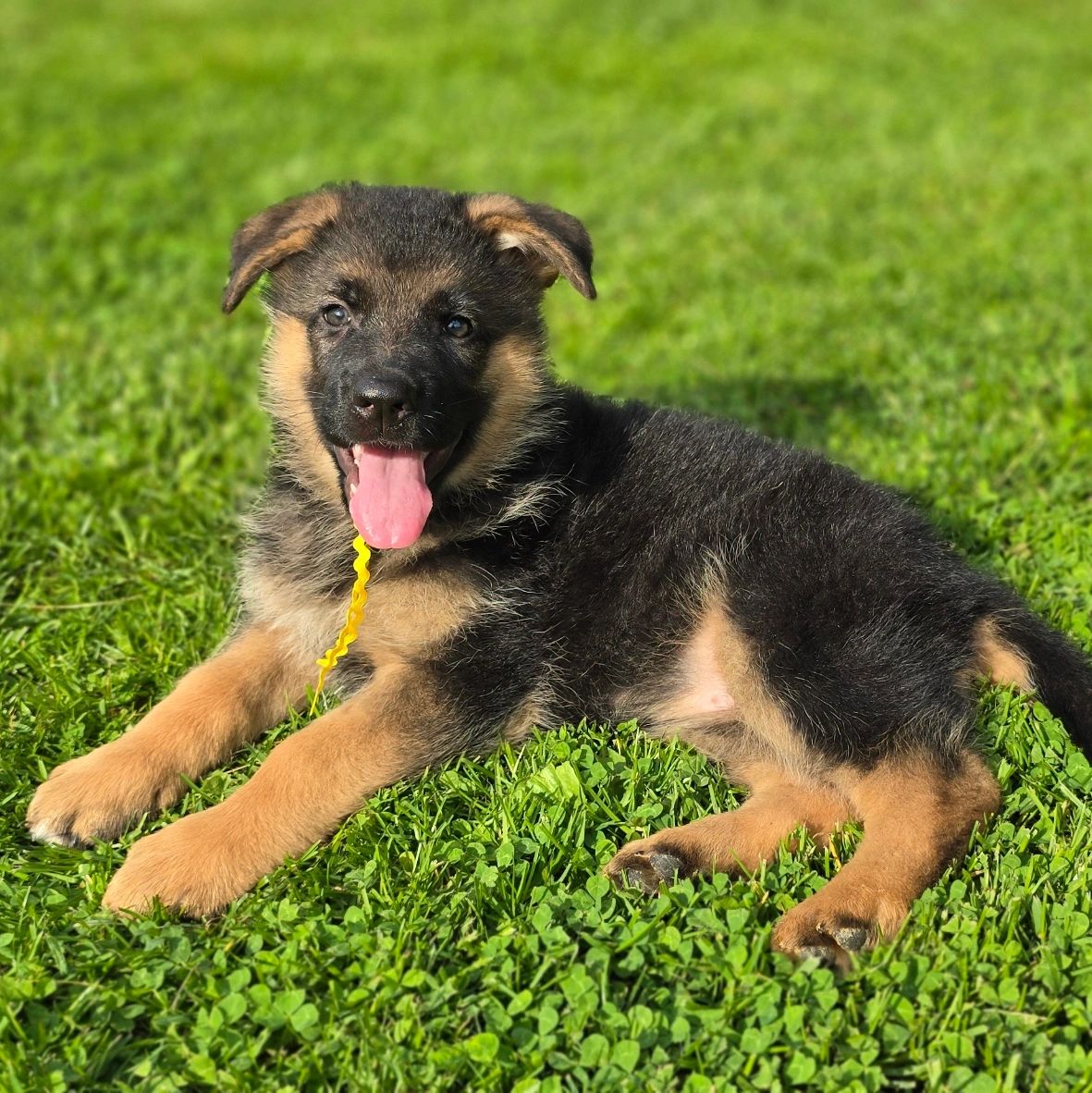 German shepherd, German shepherd Ohio, German shepherd puppy,german shepherd puppies ,VOM BUFLOD,AKC