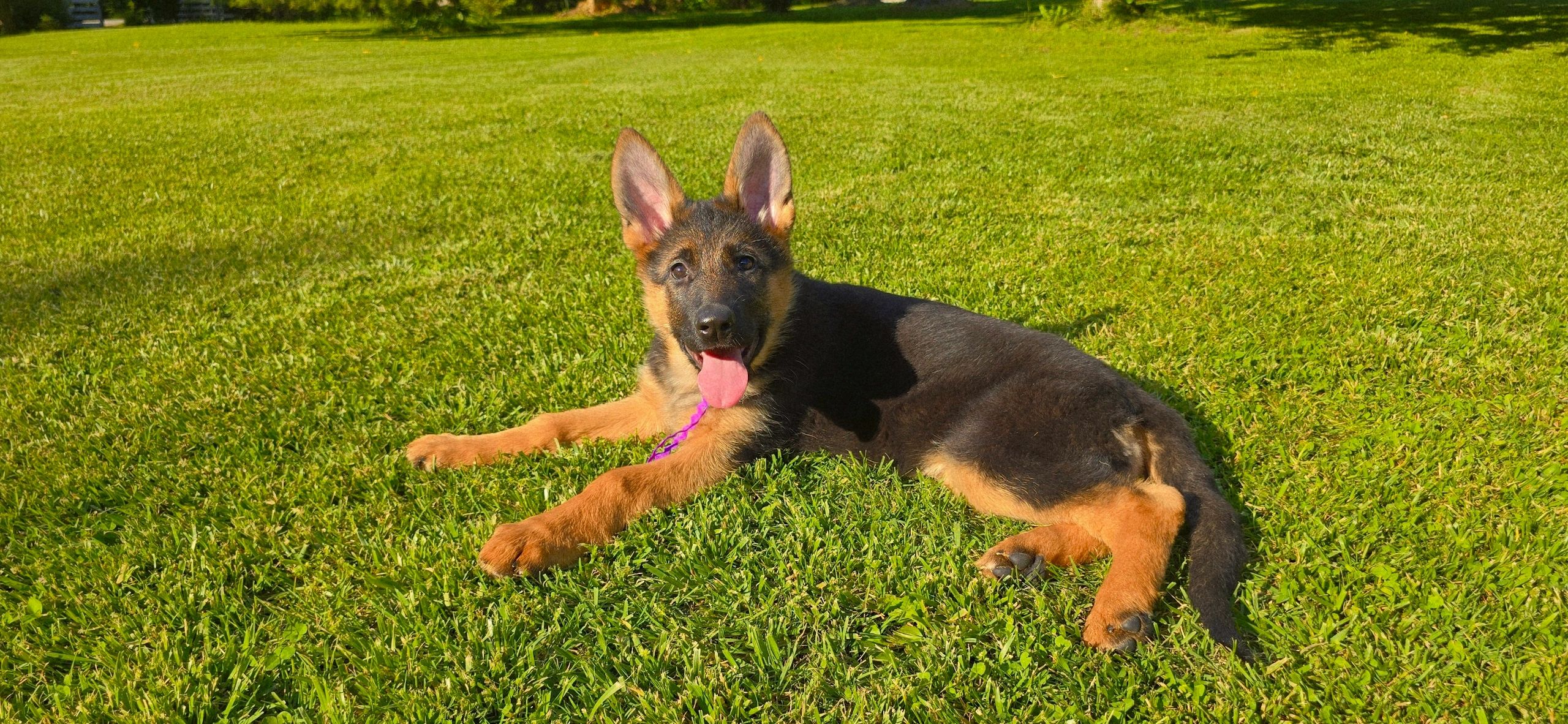German shepherd, German shepherd Ohio, German shepherd puppy,german shepherd puppies ,VOM BUFLOD,AK