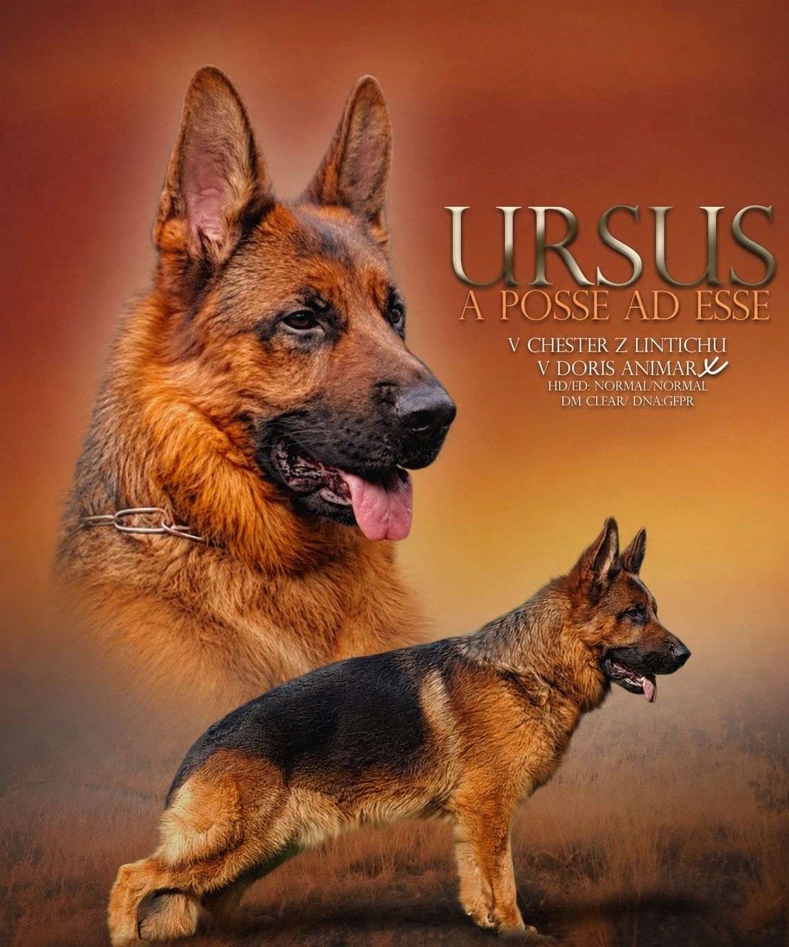vom yoderheim german shepherds,FLEISCHERHEIM, MITTLEWEST, KOLENDA, OHIO GSD, GERMAN SHEPHERD PUPPY