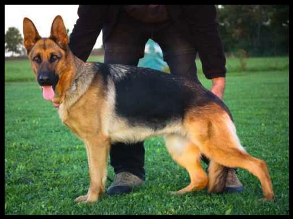 German shepherd, German shepherd Ohio, German shepherd puppy,german shepherd puppies ,VOM BUFLOD,AKC