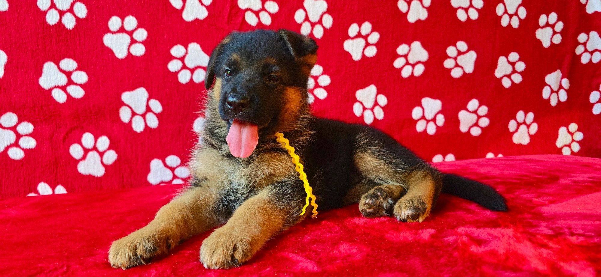 vom yoderheim german shepherd,FLEISCHERHEIM, MITTLEWEST,KOLENDA, OHIO GSD,AKC GERMAN SHEPHERD PUPPY