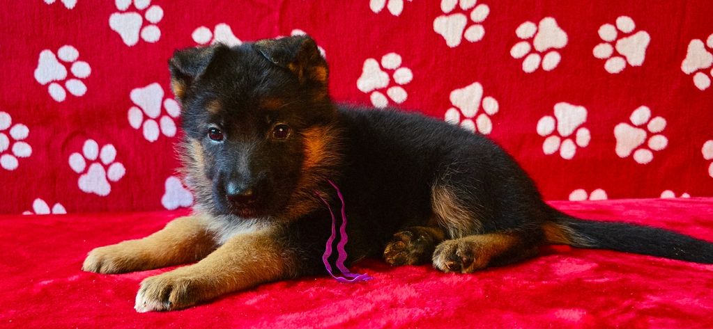 vom yoderheim german shepherd,FLEISCHERHEIM, MITTLEWEST,KOLENDA, OHIO GSD,AKC GERMAN SHEPHERD PUPPY