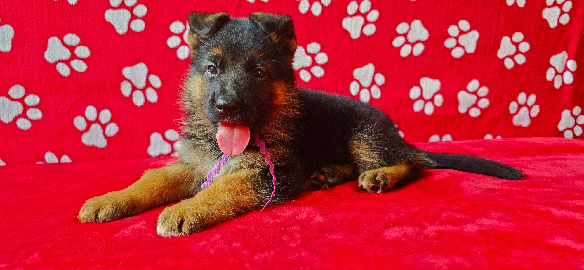 om yoderheim german shepherds,FLEISCHERHEIM, MITTLEWEST, KOLENDA, OHIO GSD, GERMAN SHEPHERD PUPPY