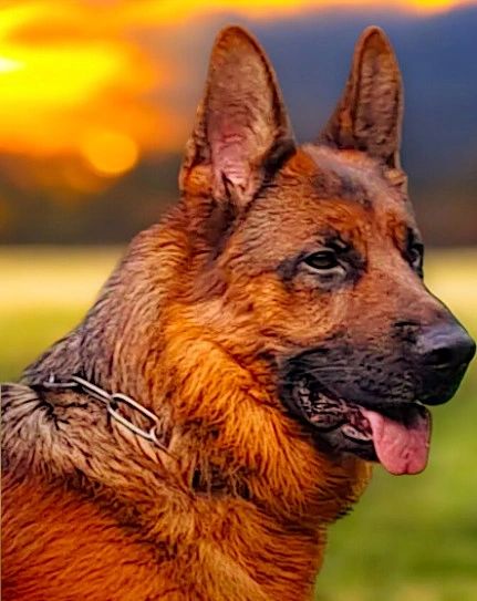 vom yoderheim german shepherds,FLEISCHERHEIM, MITTLEWEST, KOLENDA, OHIO GSD, GERMAN SHEPHERD PUPPY