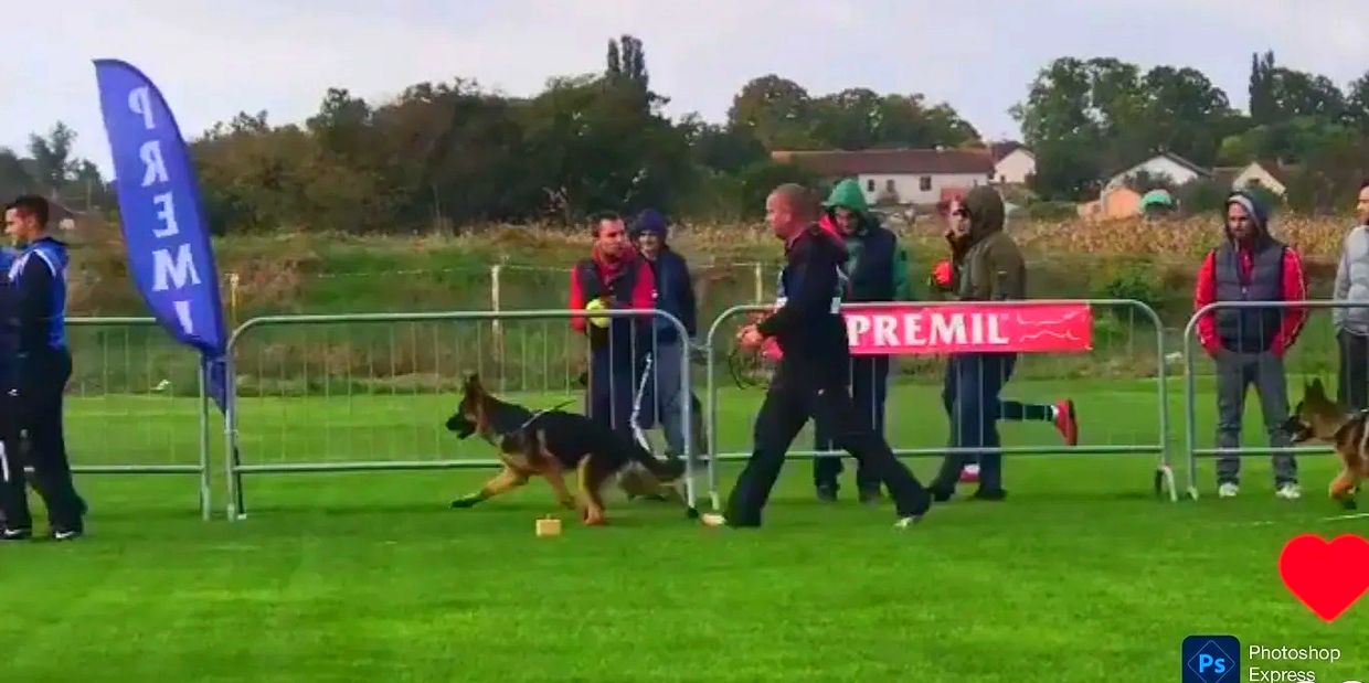 German shepherd, German shepherd Ohio, German shepherd puppy, german shepherd puppies ,gsd,BUFLOD