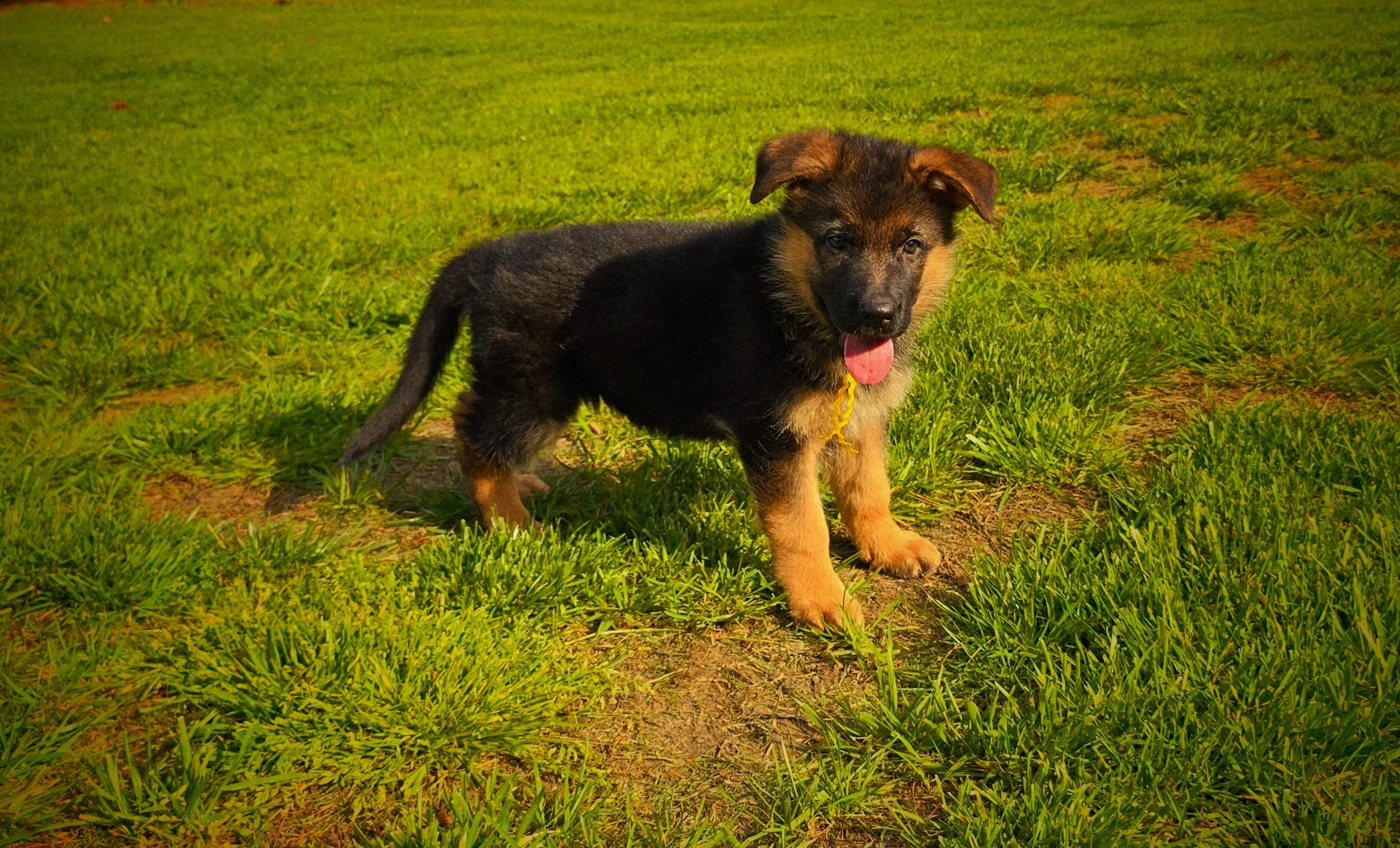 German shepherd, German shepherd Ohio, German shepherd puppy,german shepherd puppies ,VOM BUFLOD,AKC