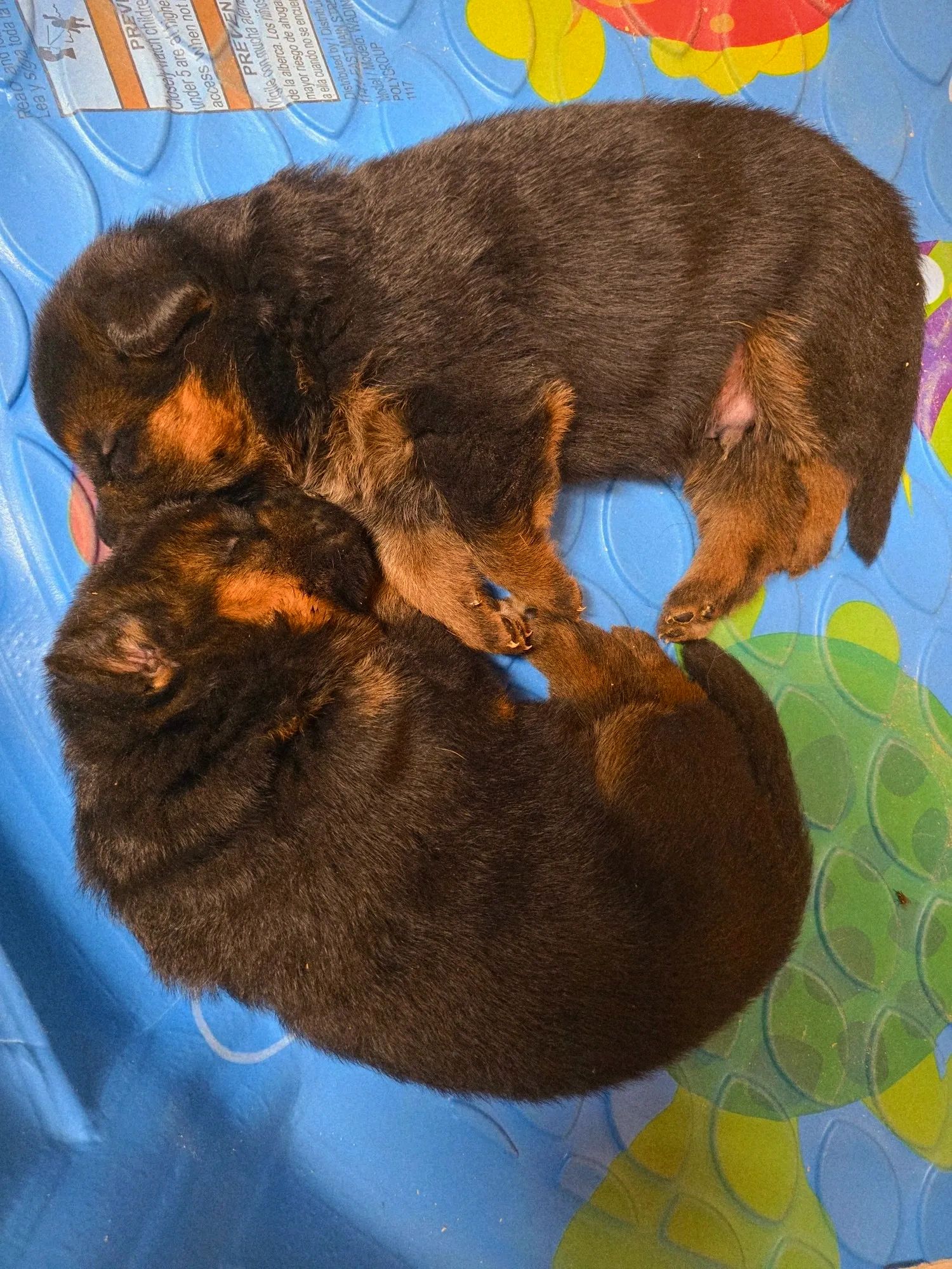 German shepherd puppy, gsd, german shepherd breeder, ohio german shepherd, trainer, akc, showline