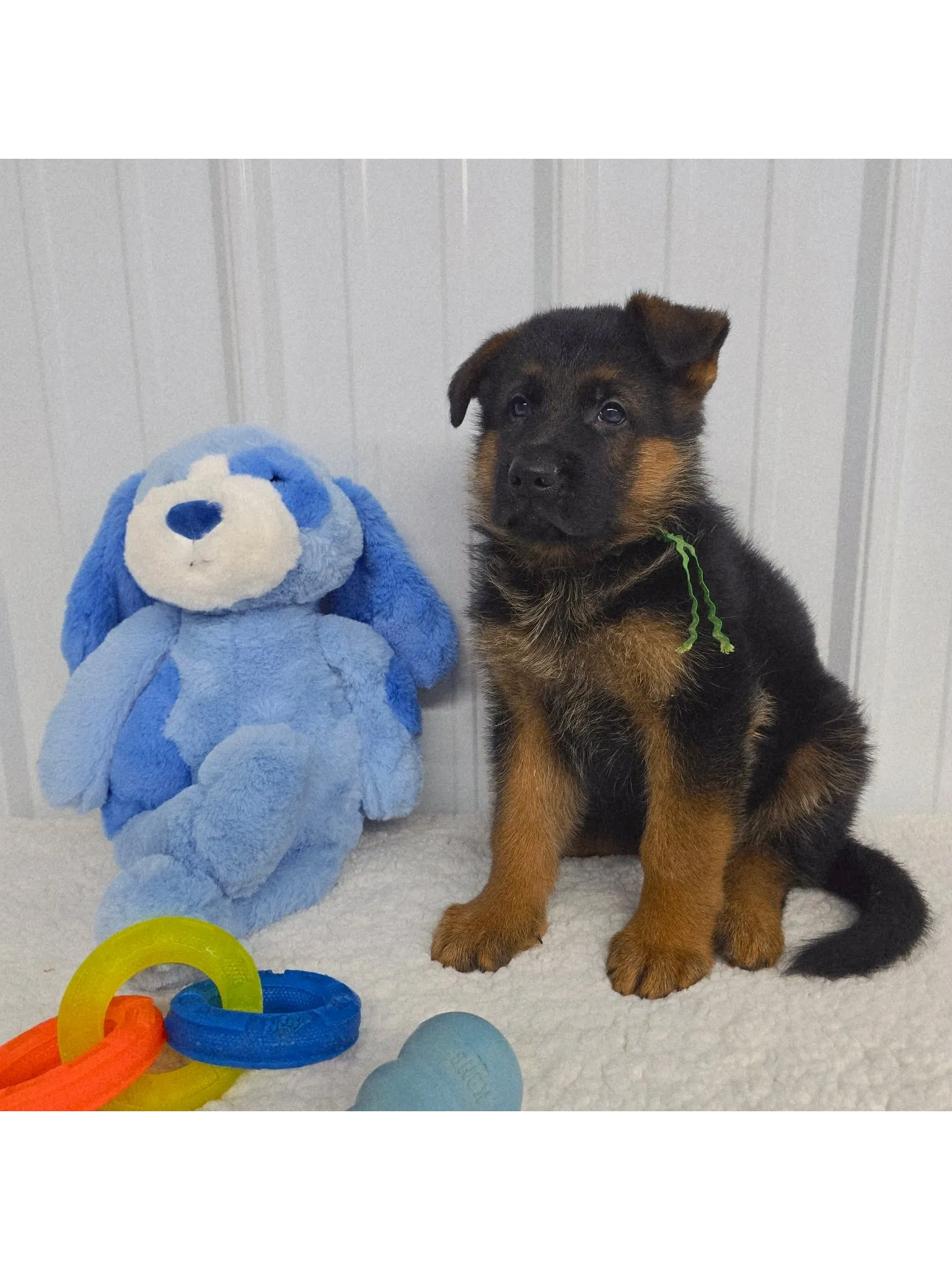 German shepherd, German shepherd Ohio, German shepherd puppy,german shepherd puppies ,VOM BUFLOD,AKC