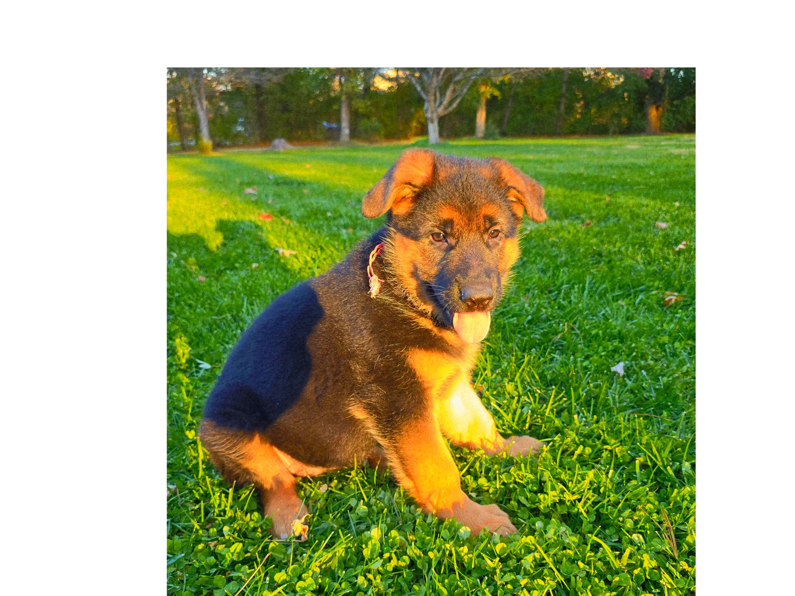 German shepherd, German shepherd Ohio, German shepherd puppy,german shepherd puppies ,VOM BUFLOD,AKC