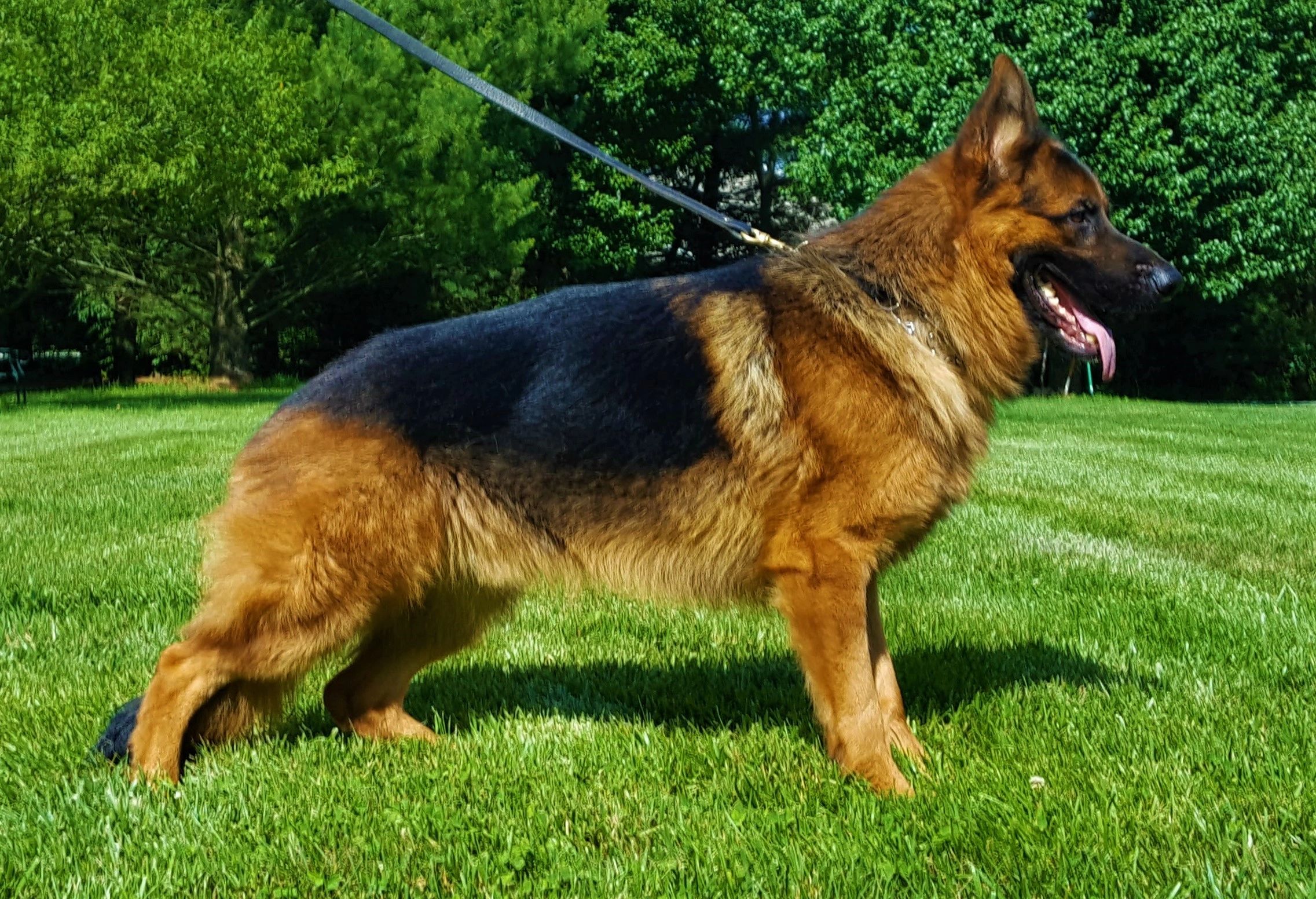 German shepherd, German shepherd Ohio, German shepherd puppy,german shepherd puppies ,VOM BUFLOD,AKC