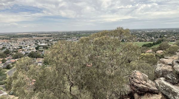 View of Griffith NSW from a lookout, showing the town and surrounding Riverina landscape