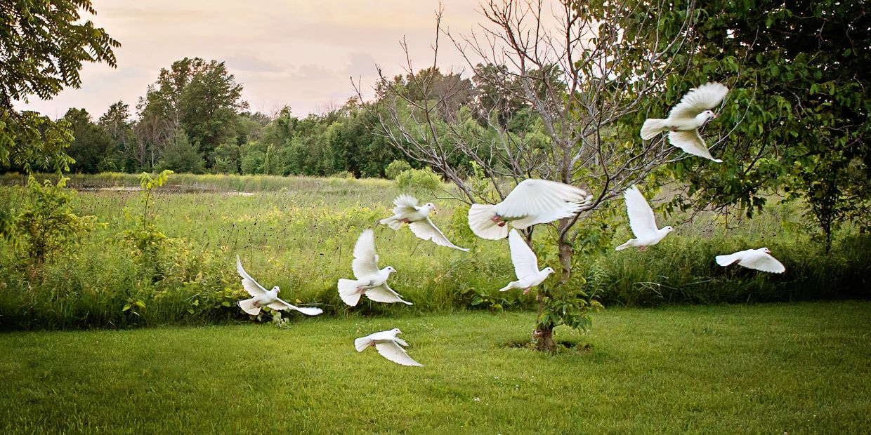 Boyd’s Nest White Doves is an extension of a family hobby and business that originated in 1959. Our 