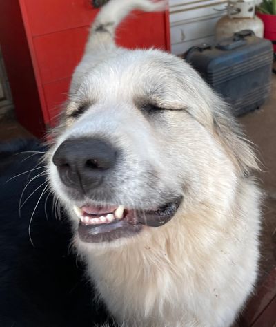Happy Puppy