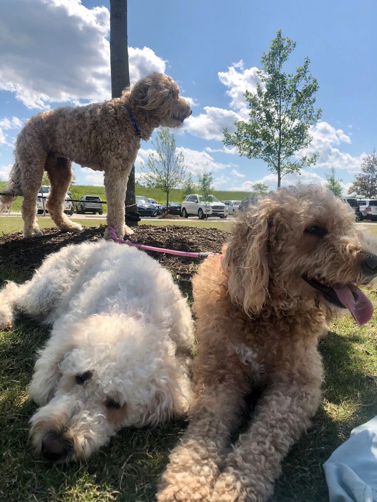 Max, Biscuit, & Harley