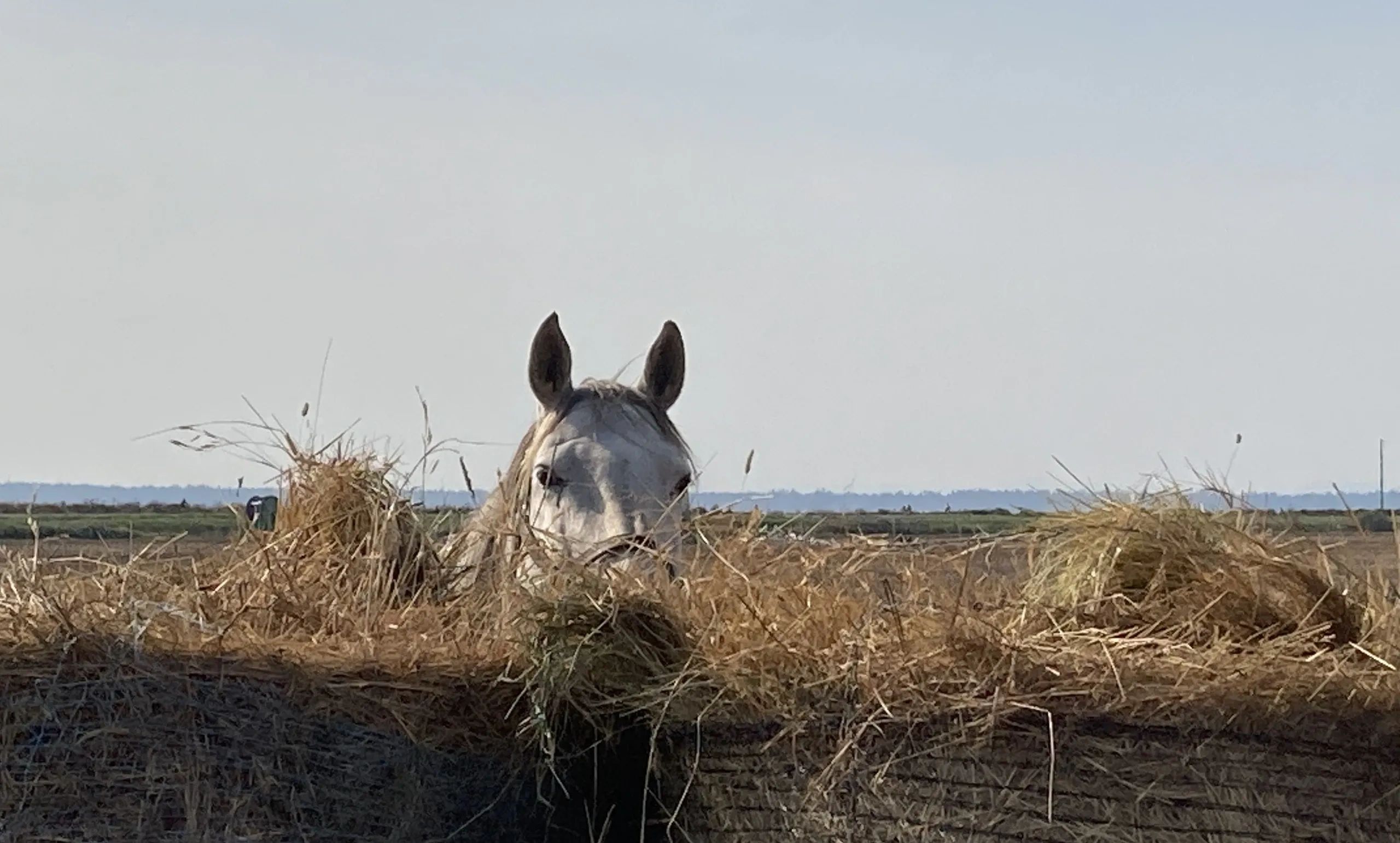 A horse peeking over a haystack in a field.