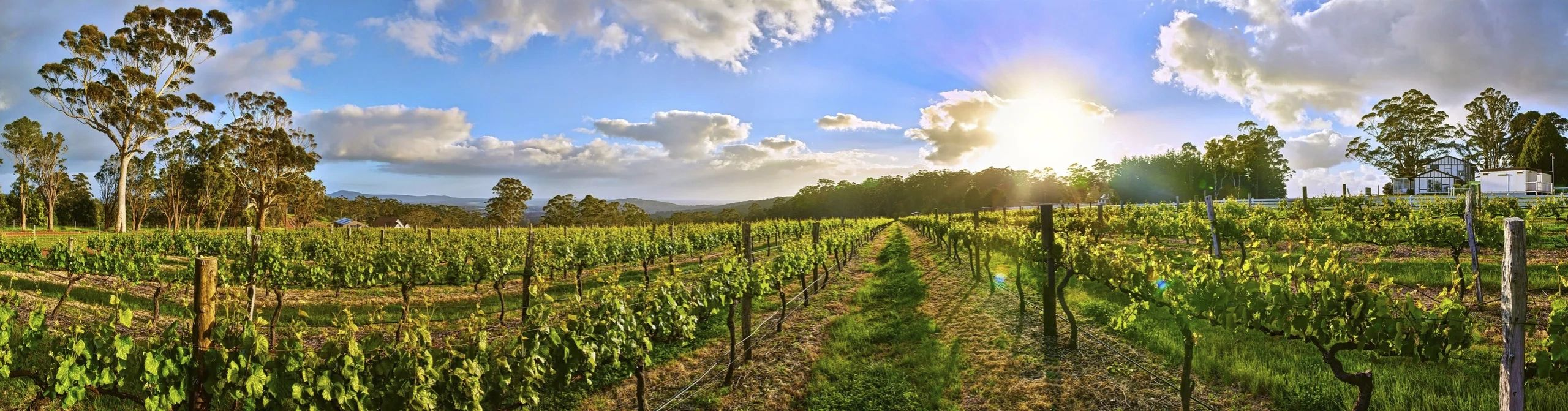Vineyard landscape with blue sky, white clouds at sunrise.