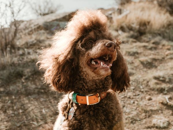 Close-up of a happy brown poodle outdoors on a sunny day.
