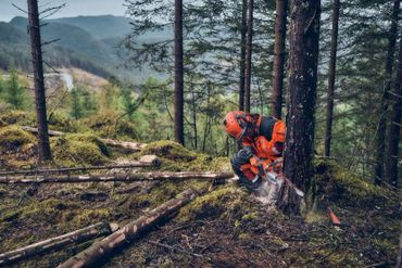 A lumberjack cutting a tree with a chainsaw in a forest.