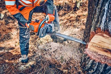 Worker cutting a tree with a Husqvarna chainsaw in the forest.