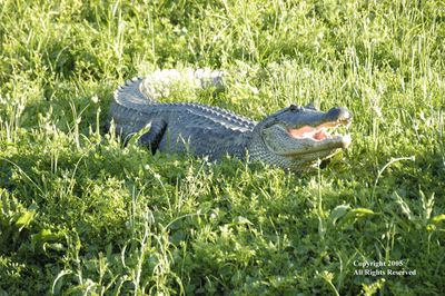 SaveHorsepenBayou.org is now SaveHorsepenBayou.com