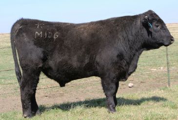 Black Angus bull standing in a fenced pasture.