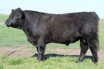 Black Angus bull standing in a grassy field.