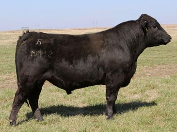 A black bull stands on a grassy field under a clear sky.